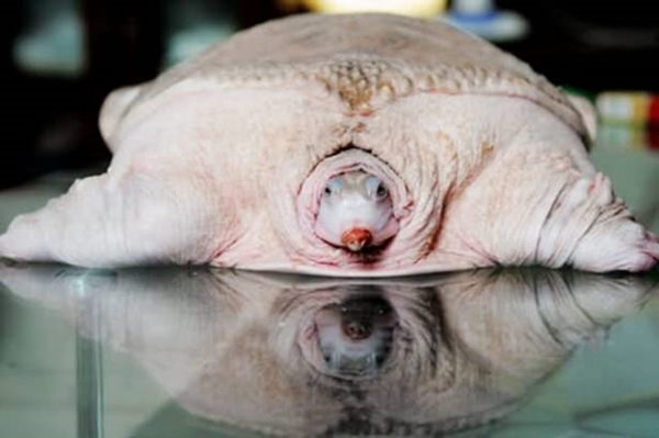 Foto - Birbirinden tuhaf hayvanlar