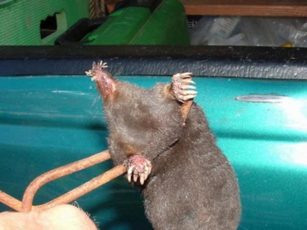 Foto - Birbirinden tuhaf hayvanlar