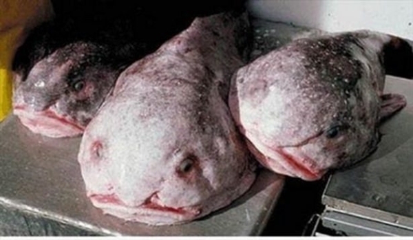 Foto - Birbirinden tuhaf hayvanlar