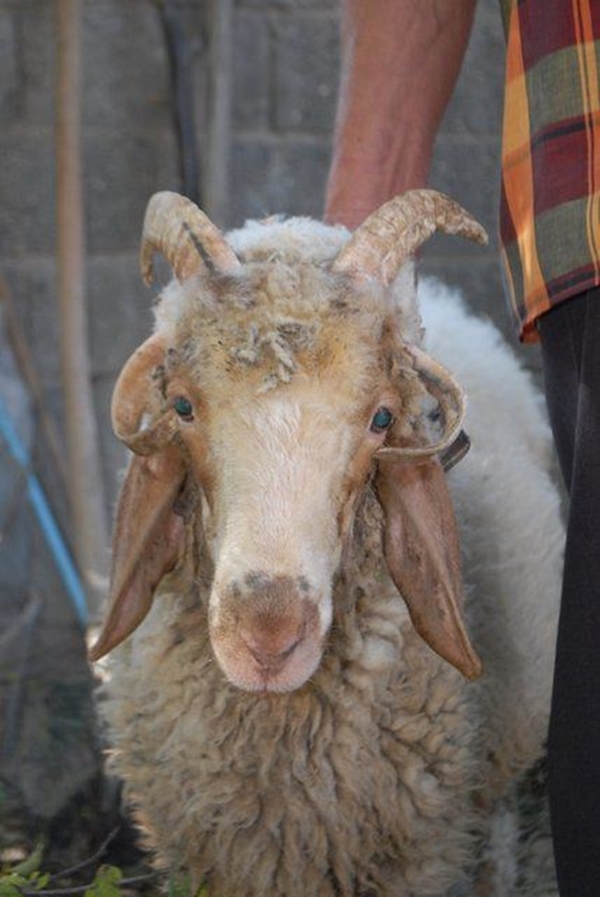 Foto - Birbirinden tuhaf hayvanlar