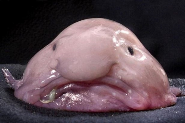 Foto - Birbirinden tuhaf hayvanlar