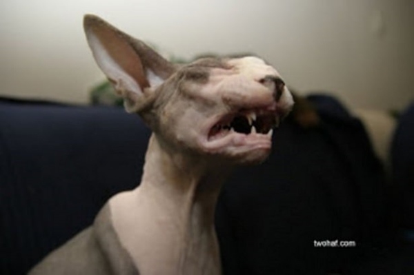 Foto - Birbirinden tuhaf hayvanlar