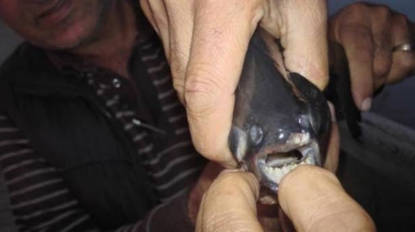 Foto - Birbirinden tuhaf hayvanlar