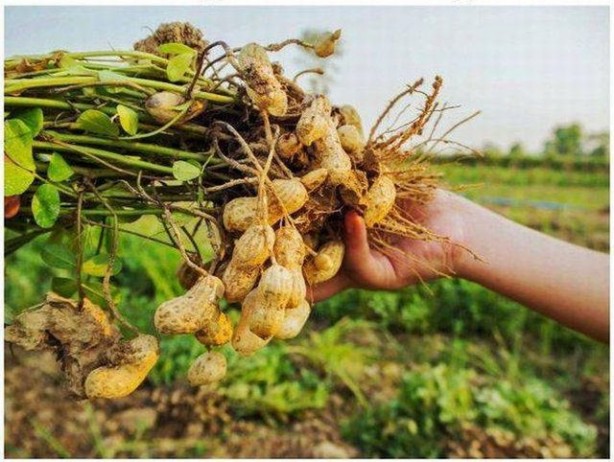 Foto - Birbirinden tuhaf sebze ve meyveler...