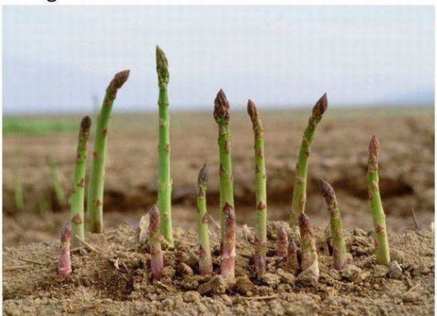 Foto - Birbirinden tuhaf sebze ve meyveler...