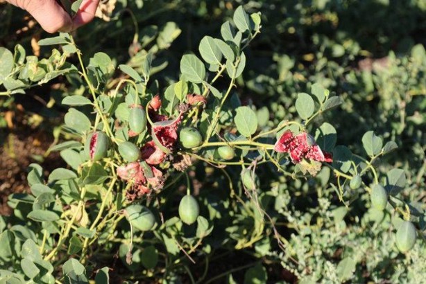 Foto - Birbirinden tuhaf sebze ve meyveler...