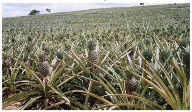 Foto - Birbirinden tuhaf sebze ve meyveler...