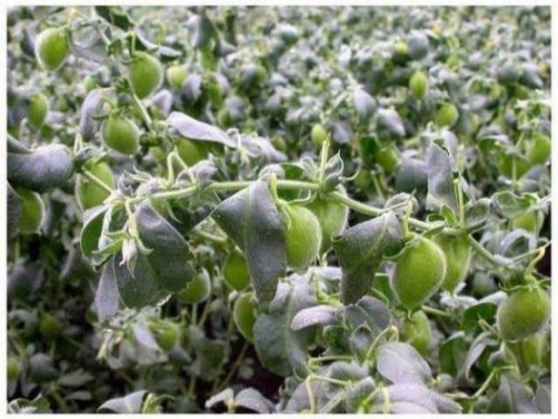 Foto - Birbirinden tuhaf sebze ve meyveler...