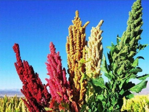 Foto - Birbirinden tuhaf sebze ve meyveler...