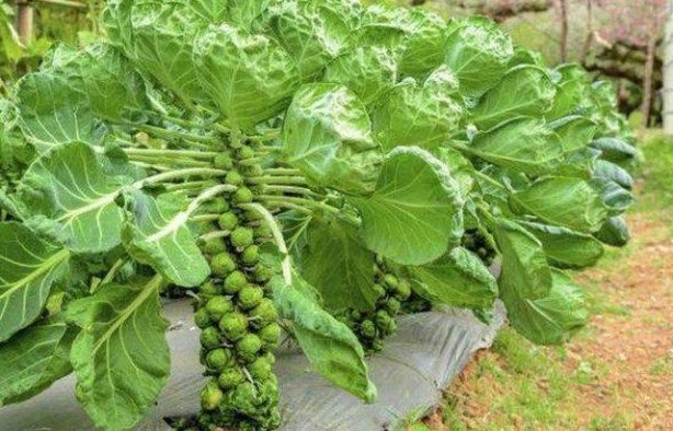 Foto - Birbirinden tuhaf sebze ve meyveler...