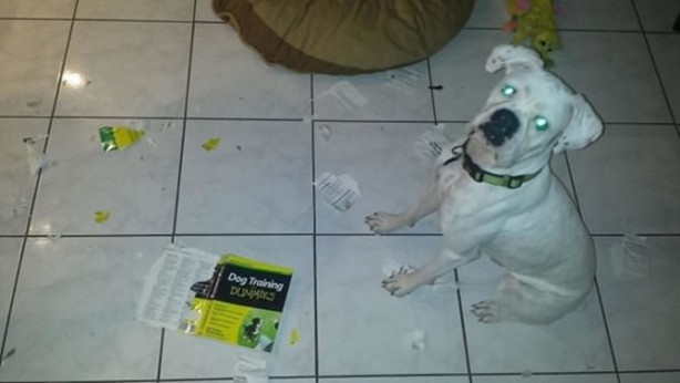 Foto - Birbirinden yaramaz sevimli hayvanlar