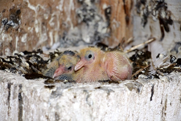 Foto - Birçok aile geçimini bundan sağlıyor! Tanesi 50 bin lira