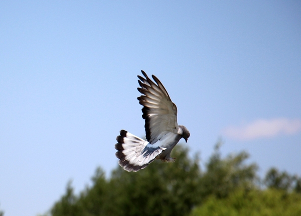 Foto - Birçok aile geçimini bundan sağlıyor! Tanesi 50 bin lira