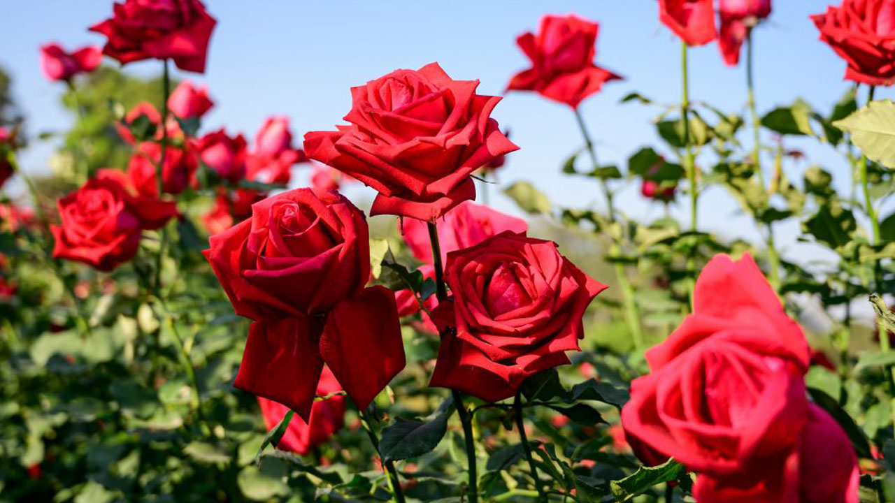 Birçok kişi farkında değil! İşte gül yetiştirmenin sırrı