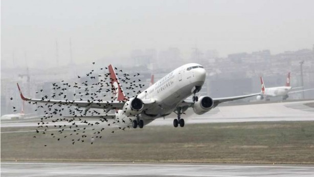 Foto - Birçok kişi "keşke bu işi yapsaydım" diyecek! İşte en ilginç 8 meslek