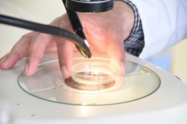 Foto - Birçok kişinin korkulu rüyası | İşte tehlikeli kenelerin en çok görüldüğü iller