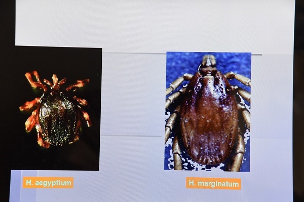 Foto - Birçok kişinin korkulu rüyası | İşte tehlikeli kenelerin en çok görüldüğü iller