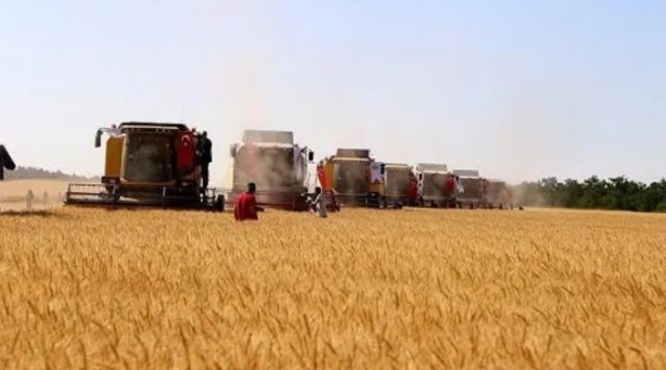Foto - Birçok ülke bu tahılı stokluyor! Türkiye'de üretiliyor