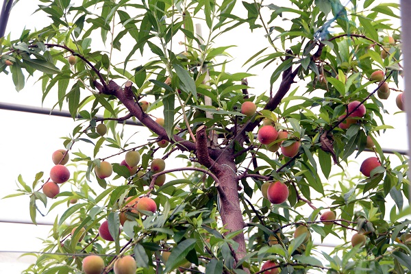 Foto - Birçok ülkeye gönderiliyor! Kilosu cep yakıyor