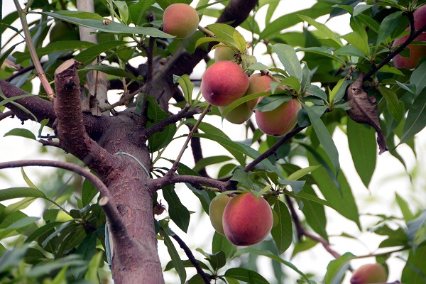 Foto - Birçok ülkeye gönderiliyor! Kilosu cep yakıyor
