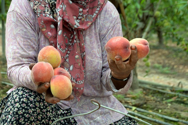 Foto - Birçok ülkeye gönderiliyor! Kilosu cep yakıyor