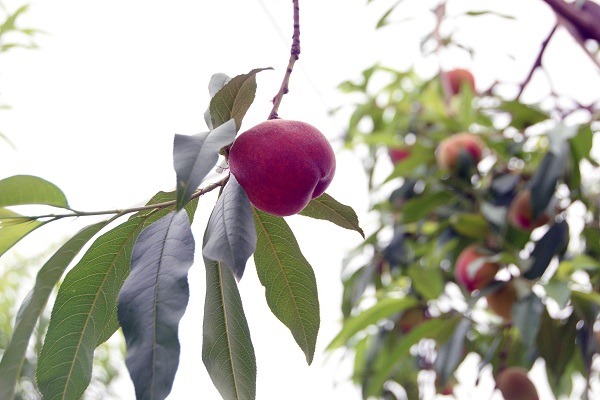 Foto - Birçok ülkeye gönderiliyor! Kilosu cep yakıyor