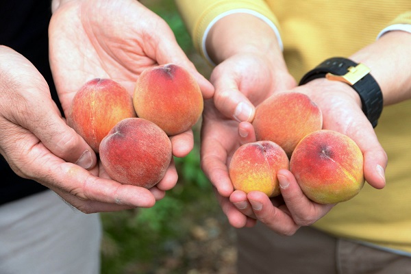 Foto - Birçok ülkeye gönderiliyor! Kilosu cep yakıyor