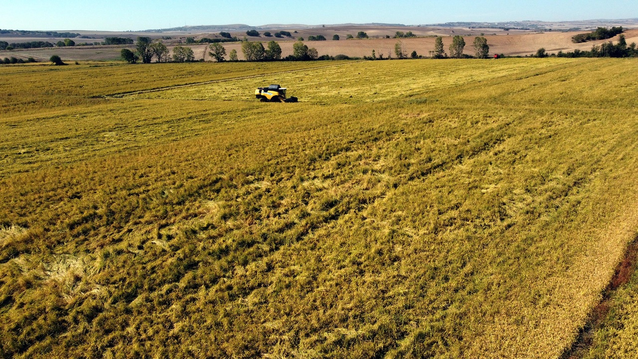 Foto - Biri memur biri esnaftı! Kariyerlerini bırakıp çeltik üretmeye başladılar