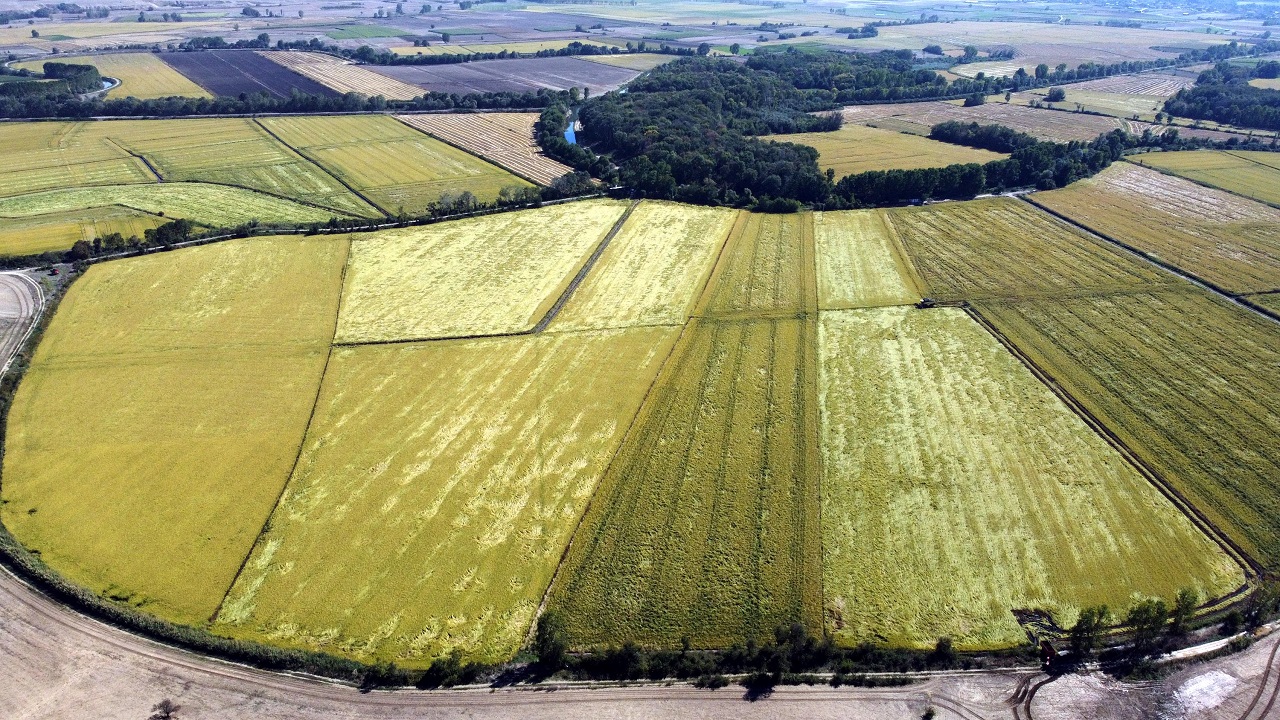 Foto - Biri memur biri esnaftı! Kariyerlerini bırakıp çeltik üretmeye başladılar
