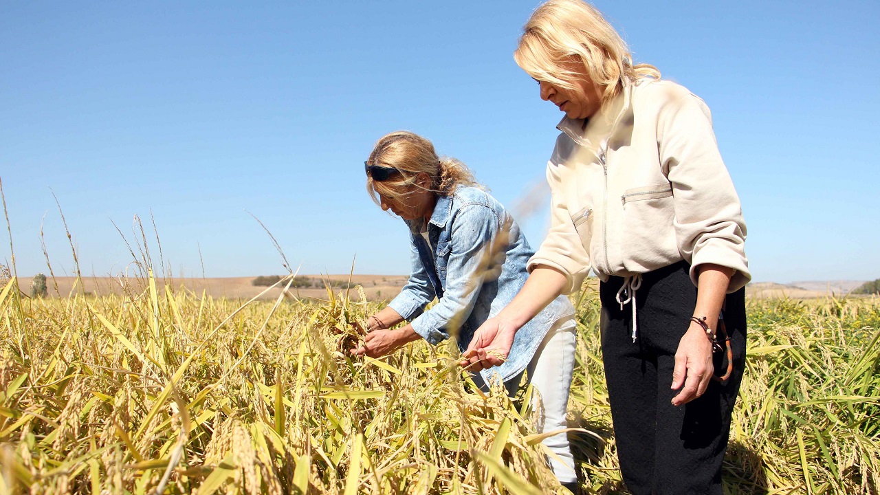 Biri memur biri esnaftı! Kariyerlerini bırakıp çeltik üretmeye başladılar