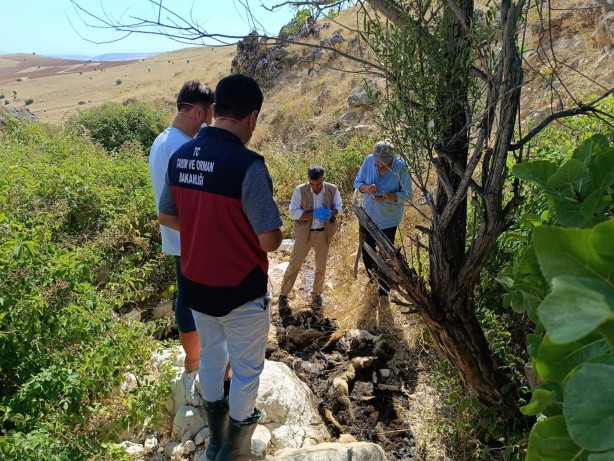 Biri uçurumdan atlayınca diğerleri peşinden koştu