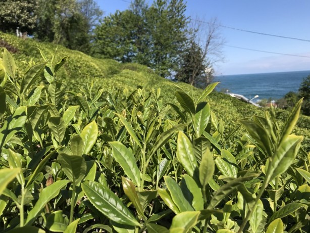 Foto - Birinci sürgün yaş çay hasadı başladı
