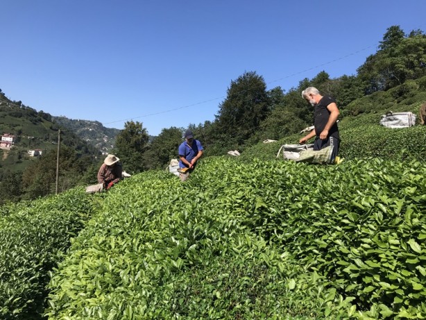 Foto - Birinci sürgün yaş çay hasadı başladı