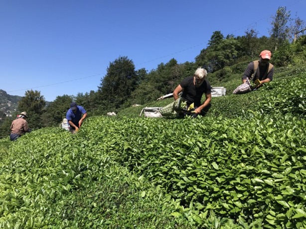 Foto - Birinci sürgün yaş çay hasadı başladı