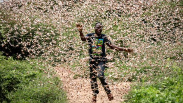 Foto - Birkaç ülke değil kıta tehlikede! İstila ettiler