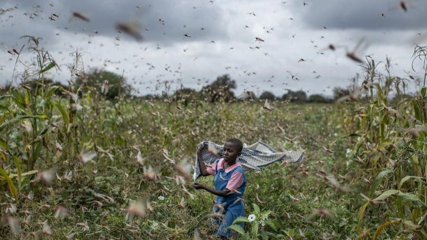 Foto - Birkaç ülke değil kıta tehlikede! İstila ettiler