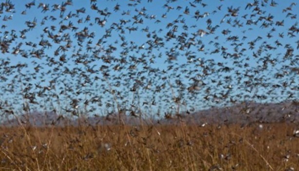 Foto - Birkaç ülke değil kıta tehlikede! İstila ettiler