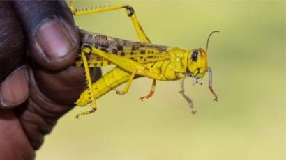 Foto - Birkaç ülke değil kıta tehlikede! İstila ettiler