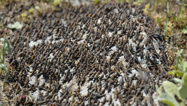 Foto - Birkaç ülke değil kıta tehlikede! İstila ettiler