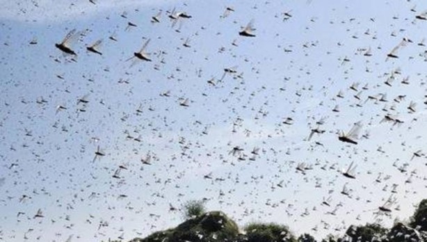 Birkaç ülke değil kıta tehlikede! İstila ettiler