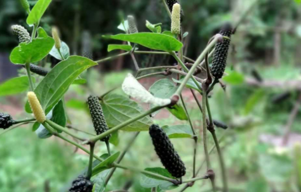 Foto - Bitki değil yürüyen eczane! Çok az kişi biliyor! Evinden eksik eden, başını taşlara vurur