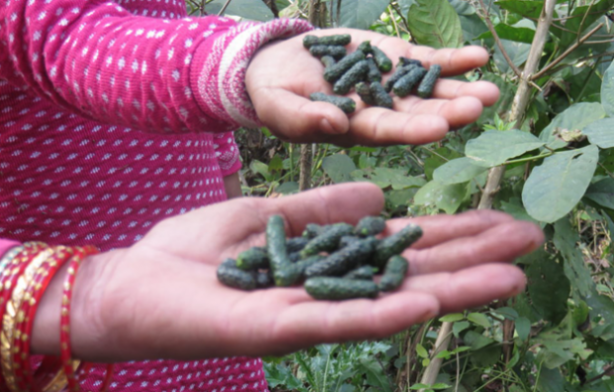 Foto - Bitki değil yürüyen eczane! Çok az kişi biliyor! Evinden eksik eden, başını taşlara vurur
