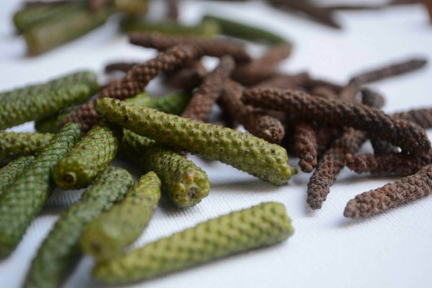 Foto - Bitki değil yürüyen eczane! Çok az kişi biliyor! Evinden eksik eden, başını taşlara vurur