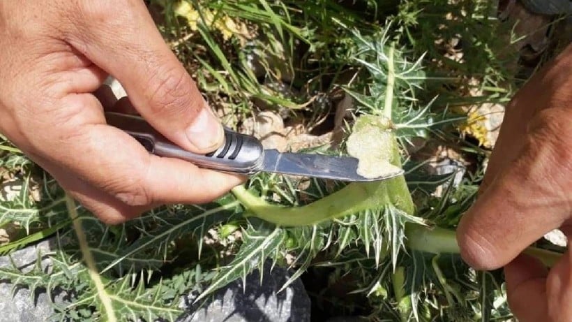 Bitkiden altın sağıyor! Tam bir şifa kaynağı