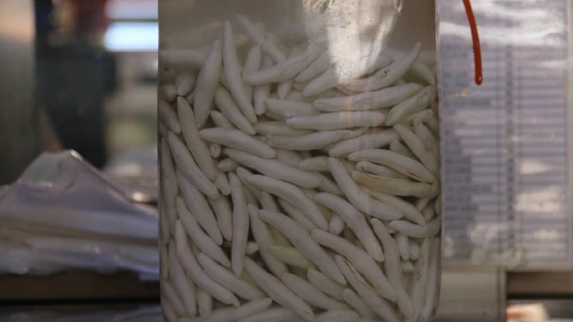 Foto - Bitkiden altın sağıyor! Tam bir şifa kaynağı