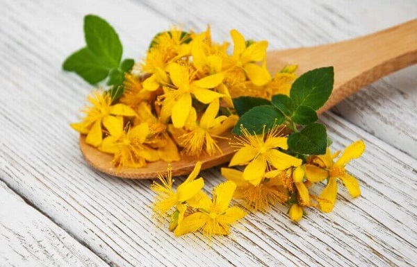 Foto - 'Bitkilerin Profesörü' tek tek anlattı! Bu bitkinin iyi gelmediği hastalık yok