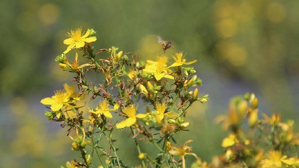Foto - 'Bitkilerin Profesörü' tek tek anlattı! Bu bitkinin iyi gelmediği hastalık yok
