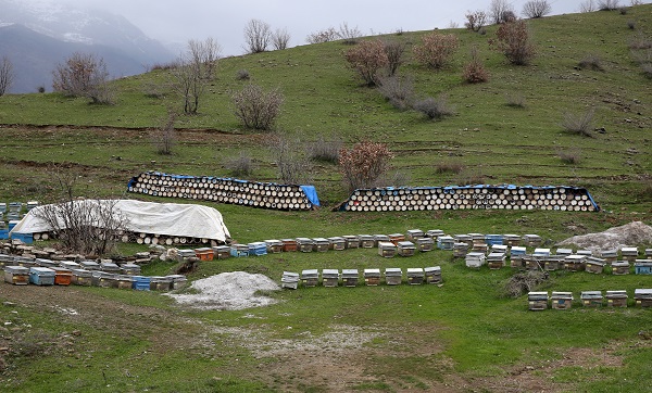 Foto - Bitlis balı, Paris'te ödülü aldı