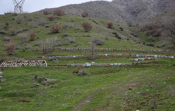 Foto - Bitlis balı, Paris'te ödülü aldı