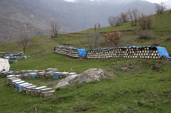 Foto - Bitlis balı, Paris'te ödülü aldı